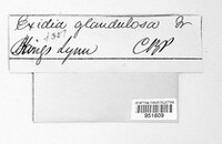 Exidia glandulosa image